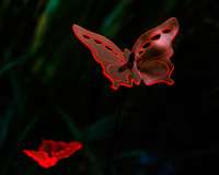 Light Catcher 3D Butterfly 20 cm