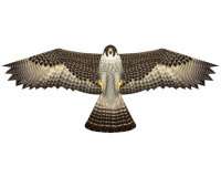 Birds of Prey Falcon