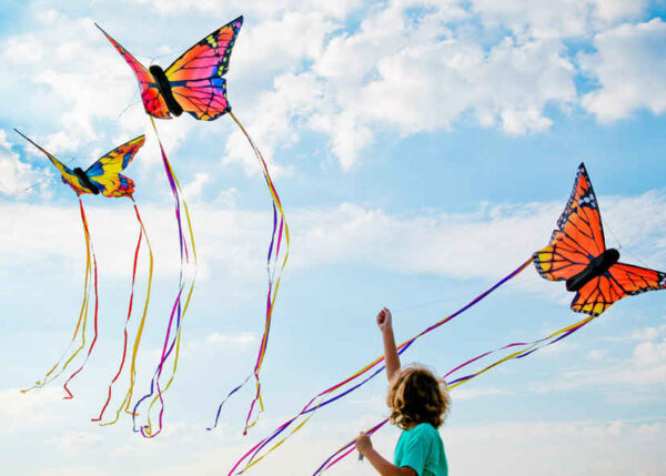 HQ Butterfly Ruby L – Bild 7